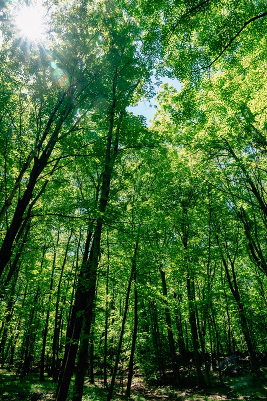 Ward Pound Ridge Reservation - 2019-0526-DSC06128