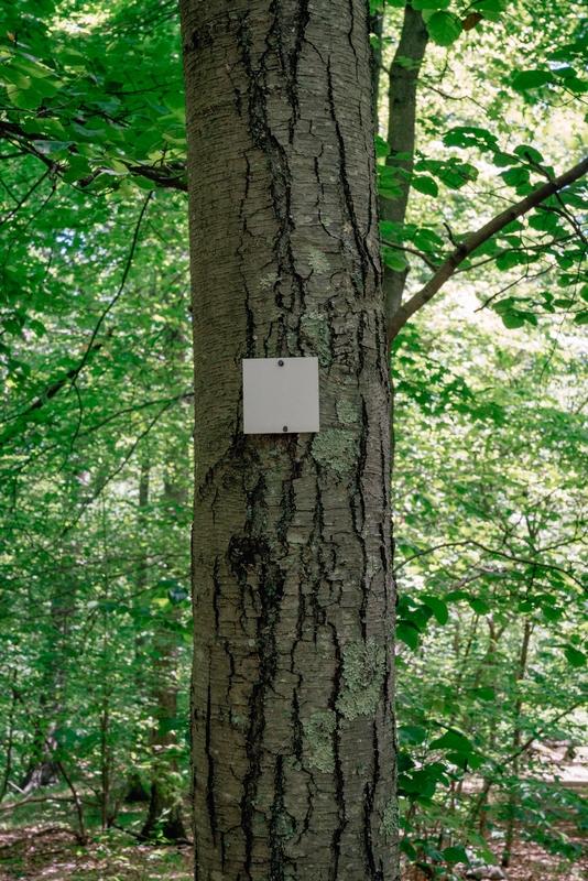 Ward Pound Ridge Reservation - 2019-0526-DSC06134