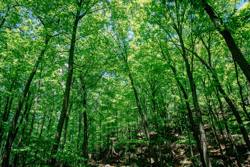 Ward Pound Ridge Reservation - 2019-0526-DSC06136