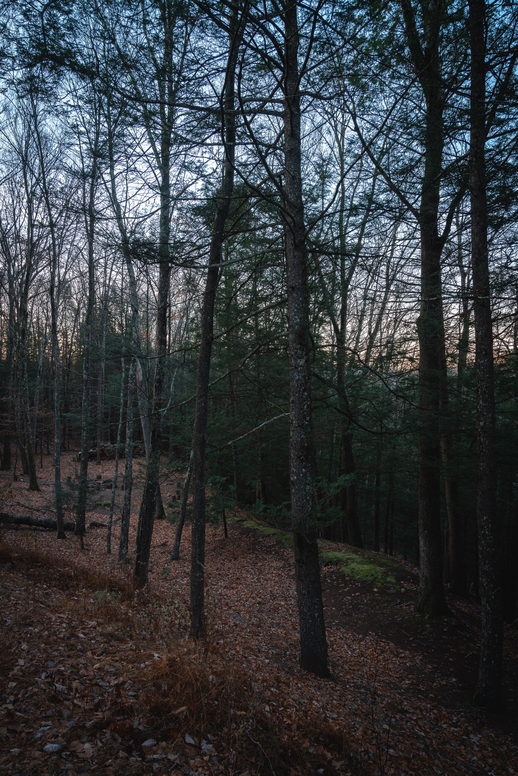 A densely wooded forest floor covered in brown leaf litter stretches beneath bare deciduous trees during early evening light, creating deep shadows and cool tones throughout the woodland scene