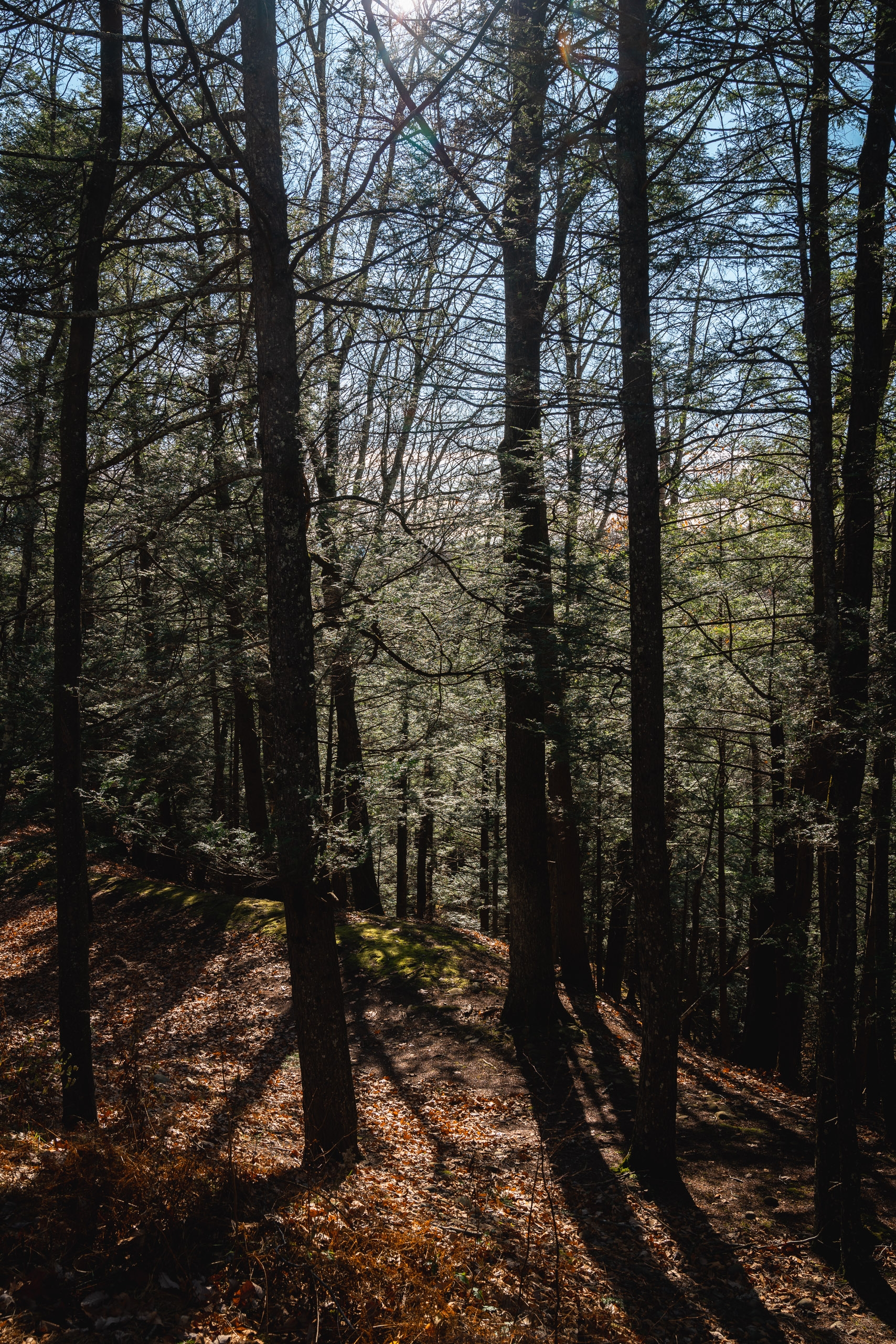 Sunlight filters through tall bare trees casting long shadows across a forest floor carpeted with brown fallen leaves and moss-covered patches