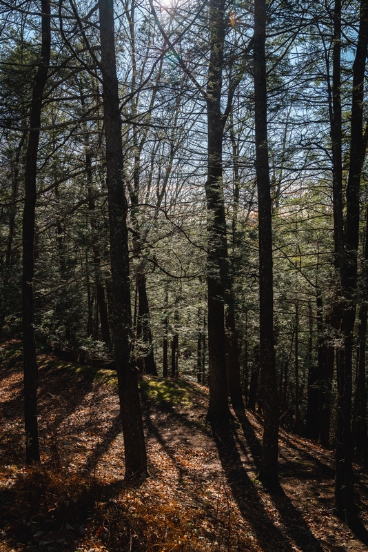 Autumn Light Through Bare Trees