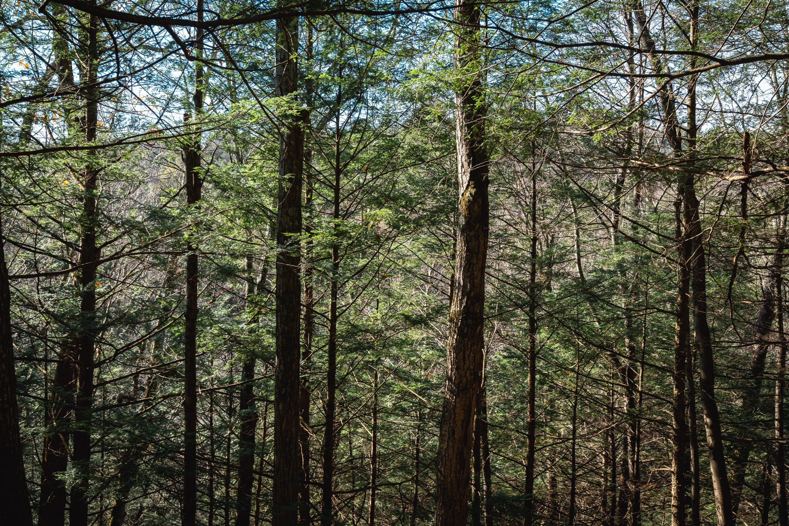 Dense forest canopy with tall dark tree trunks and bright green spring foliage filters dappled sunlight across the woodland interior