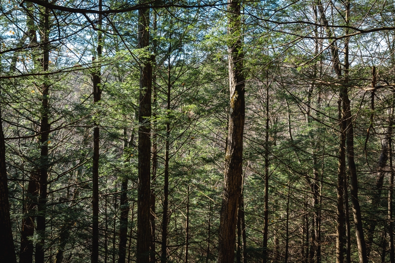 Dappled Sunlight Through Spring Forest