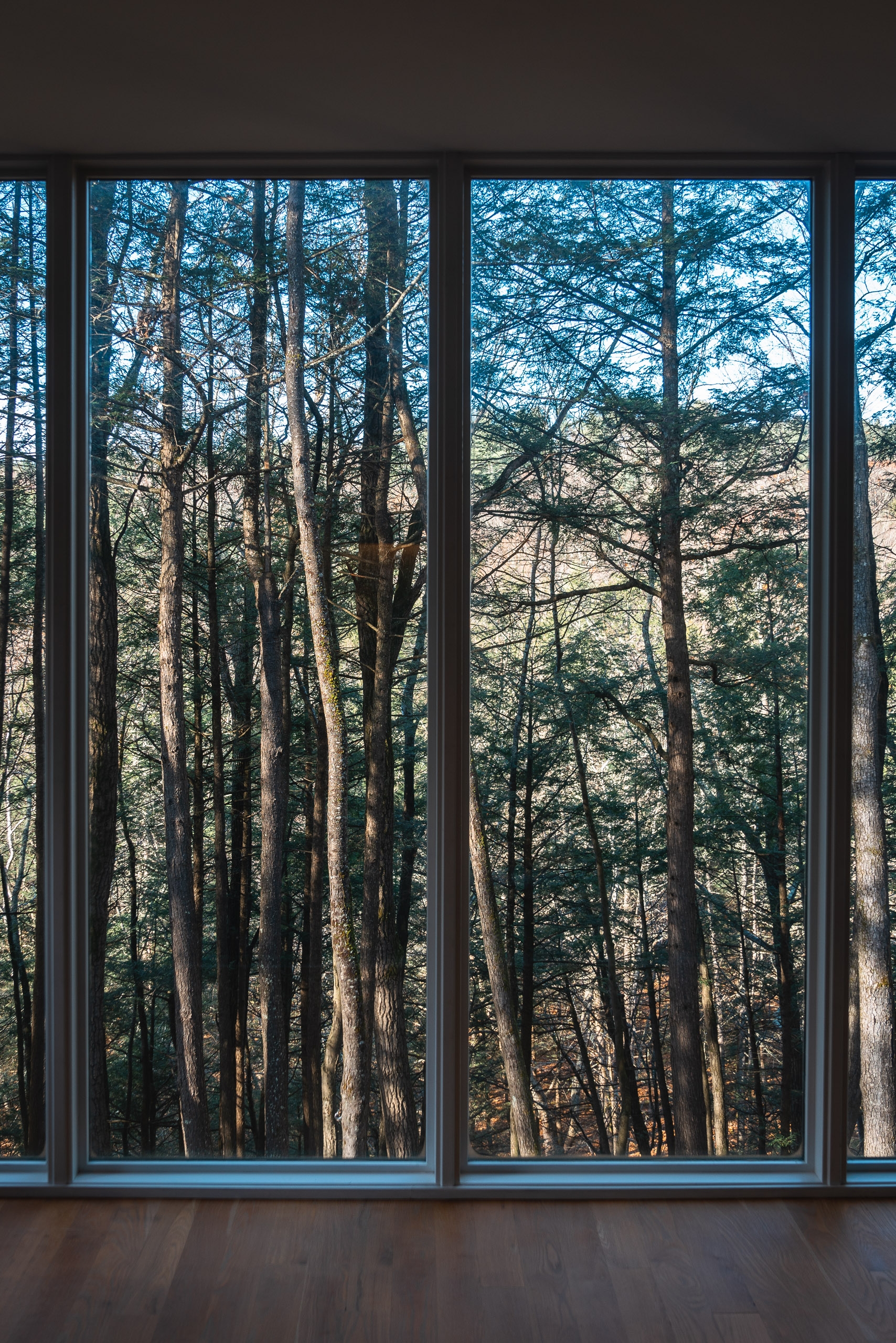 Large windows frame a dense forest of tall, bare trees with warm sunlight filtering through the canopy, viewed from an interior space with dark wooden flooring