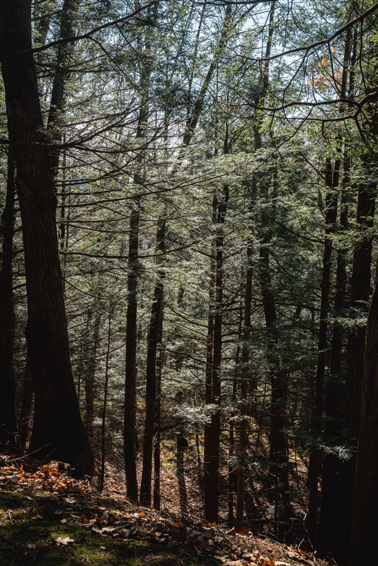 Sunlight Through Dense Forest Canopy
