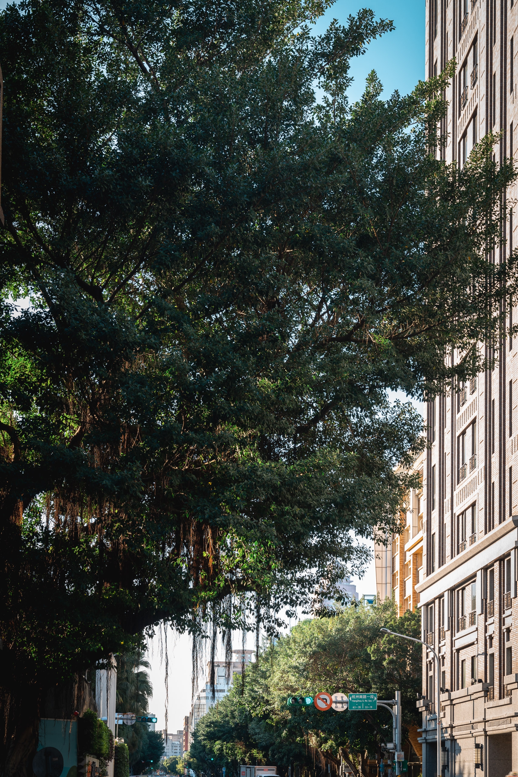 A mature tree with dense green canopy stands beside a multi-story building on a sunny urban street in Taipei, with clear blue sky visible above