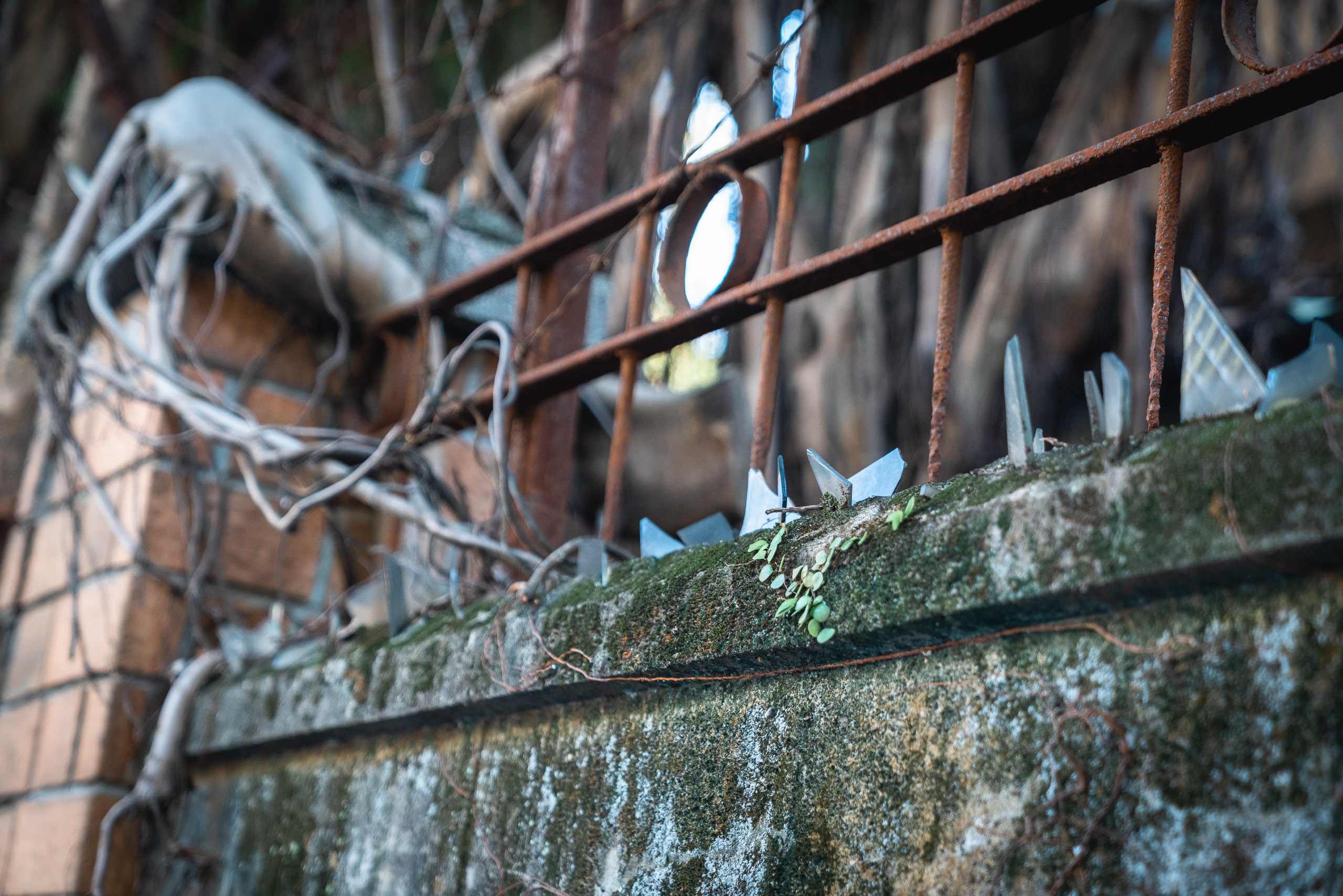 Rusted metal fence with sharp spikes sits atop a moss-covered stone wall, with bare vines and weathered brick visible in the soft, diffused background light