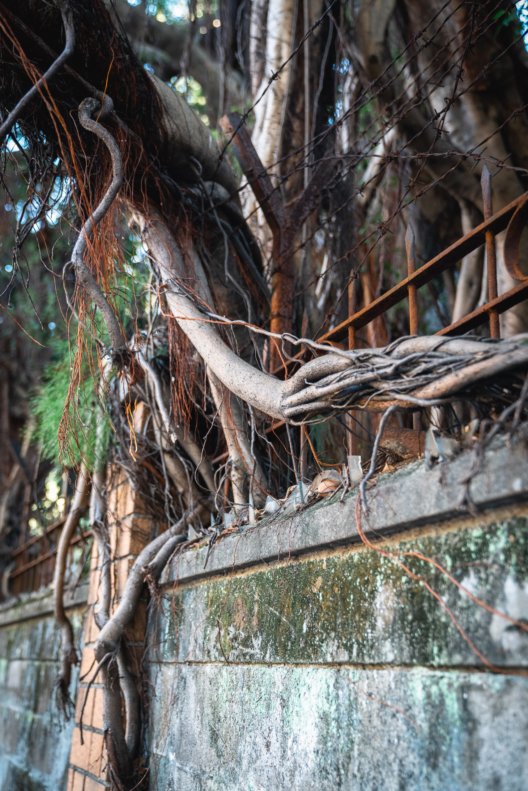 Gnarled vines and bare branches sprawl across a weathered concrete wall covered in green moss, creating a tangled natural texture against crumbling urban surfaces