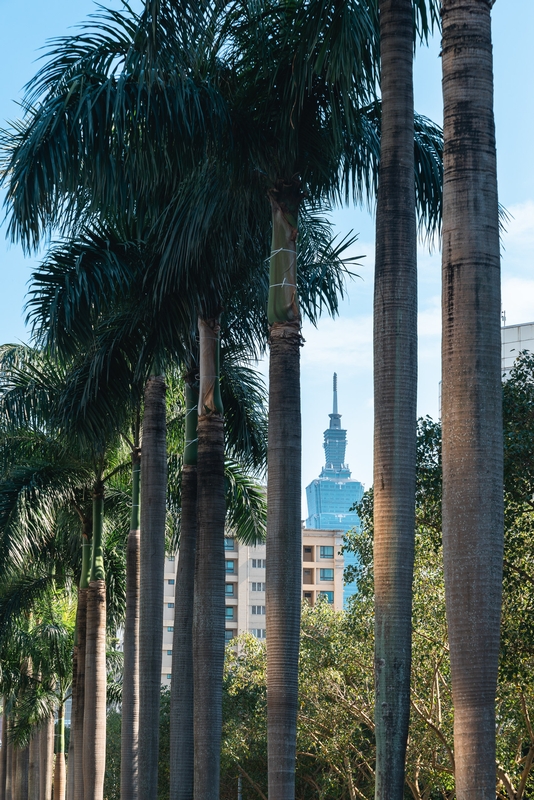 Taipei Landmark Through Palm Trees