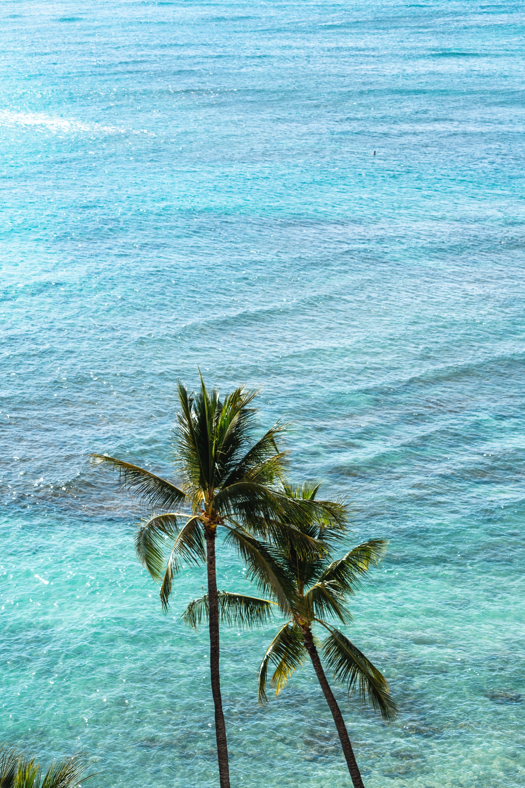 A solitary palm tree stands against turquoise ocean waters under bright daylight, with gentle waves and white foam visible in the tropical seascape