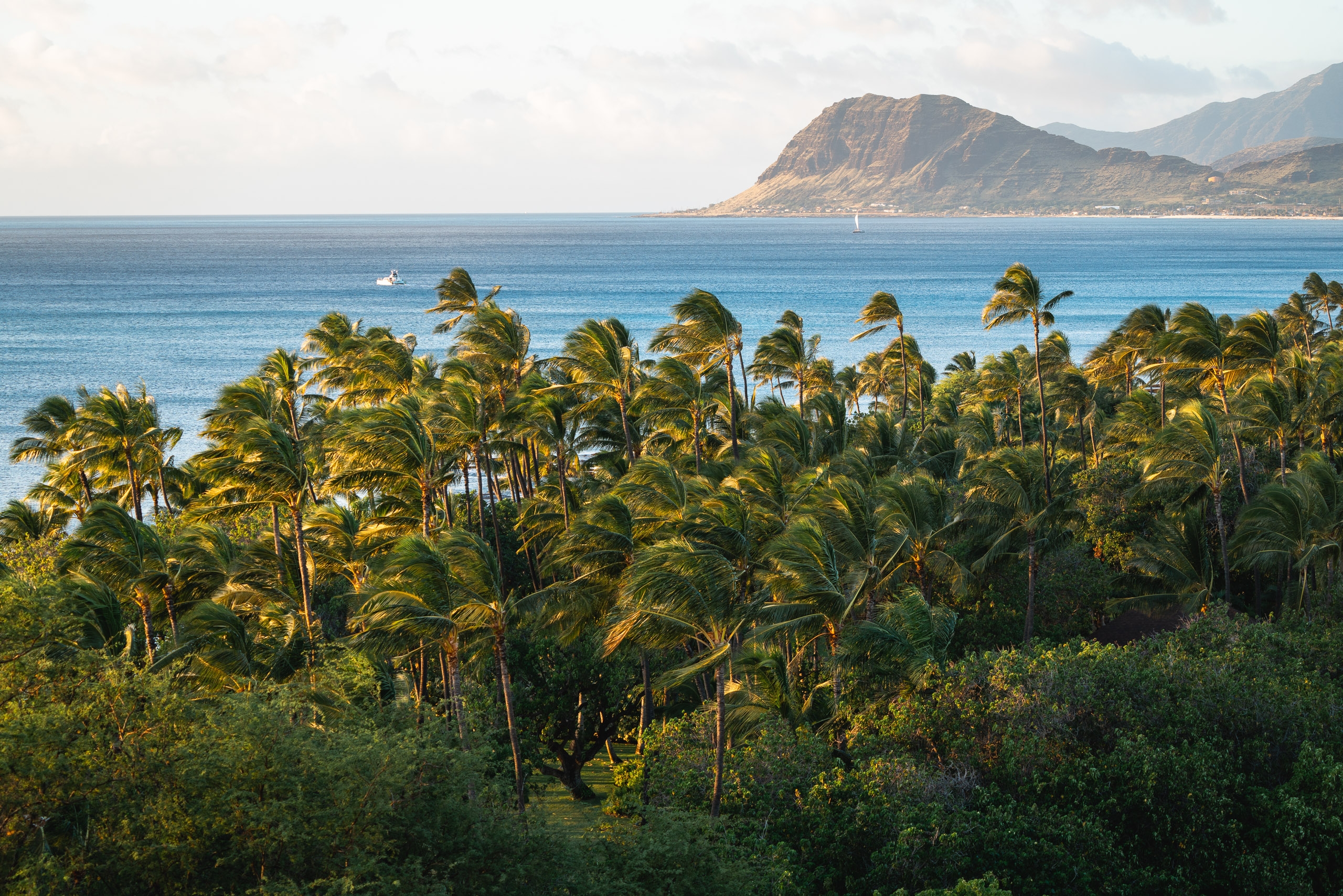 Palm trees sway in the foreground as turquoise ocean and distant volcanic mountains frame a Hawaiian coastal landscape under bright daylight