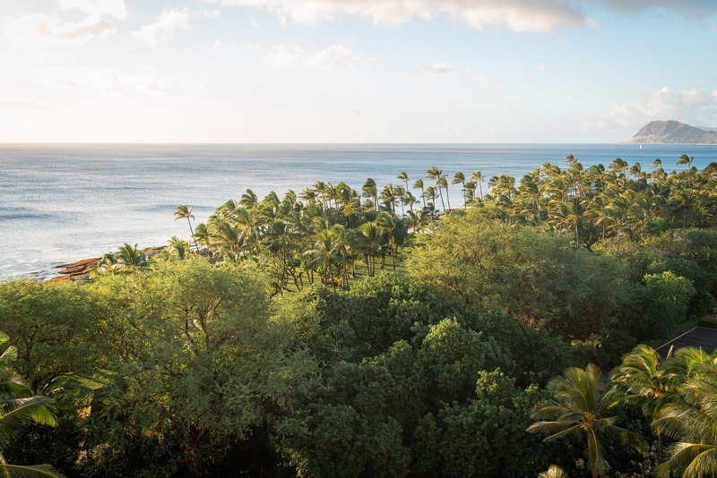Palms and Canopy at Ko Olina