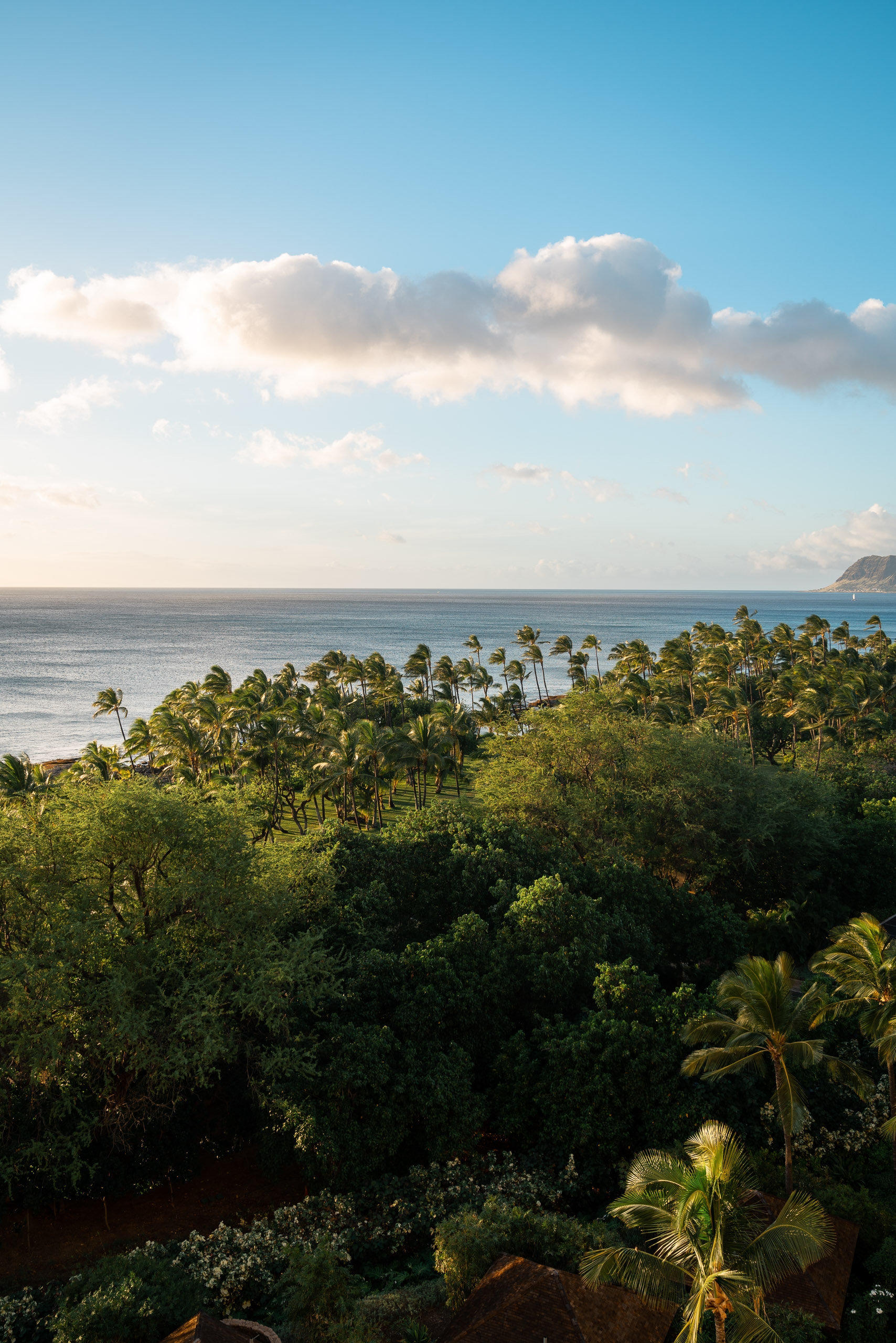 Lush tropical vegetation and coconut palms frame a calm turquoise ocean beneath a clear blue sky with white clouds, taken from an elevated vantage point overlooking a Hawaiian coastal landscape