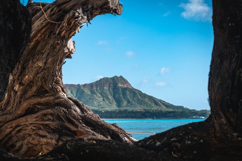 Diamond Head Through Twisted Kiawe
