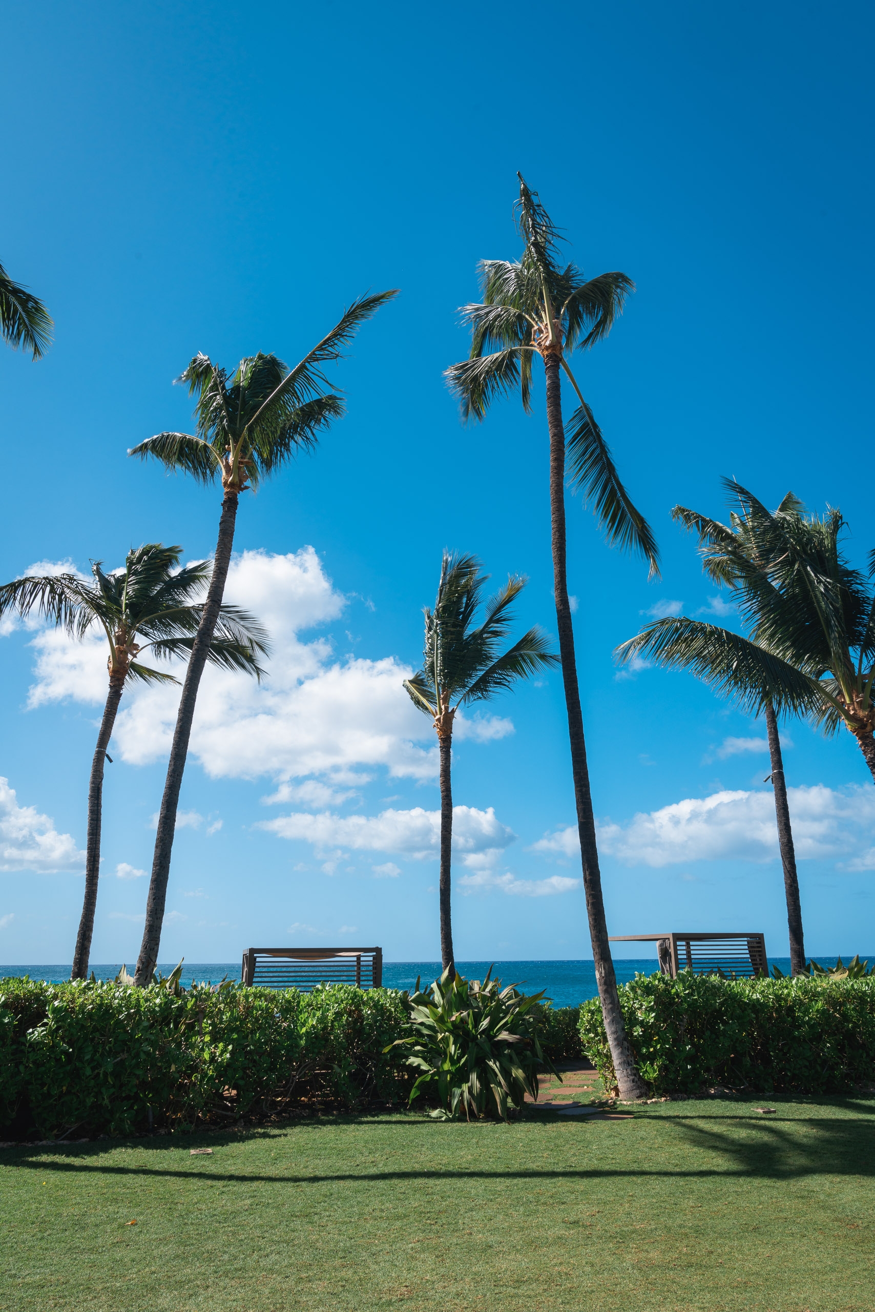 Tall palm trees frame an oceanside lawn with two wooden benches overlooking the turquoise water beneath a clear blue sky with scattered white clouds