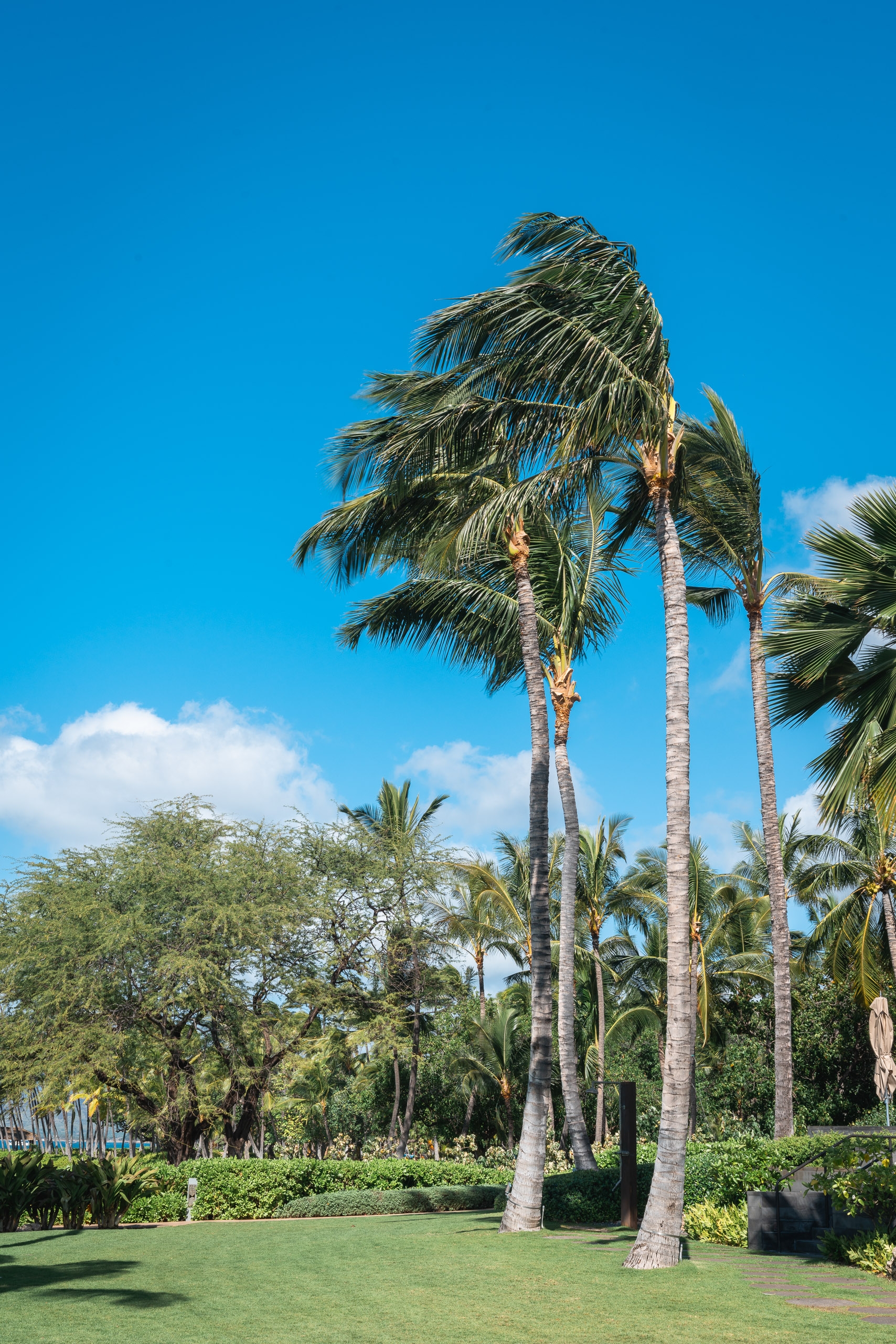 Tall palm trees with wind-swept fronds rise above manicured green lawn under bright blue sky with scattered white clouds in a tropical resort setting