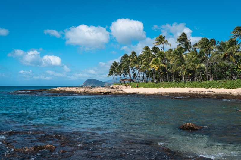 Palm Grove Along Ko Olina Shore