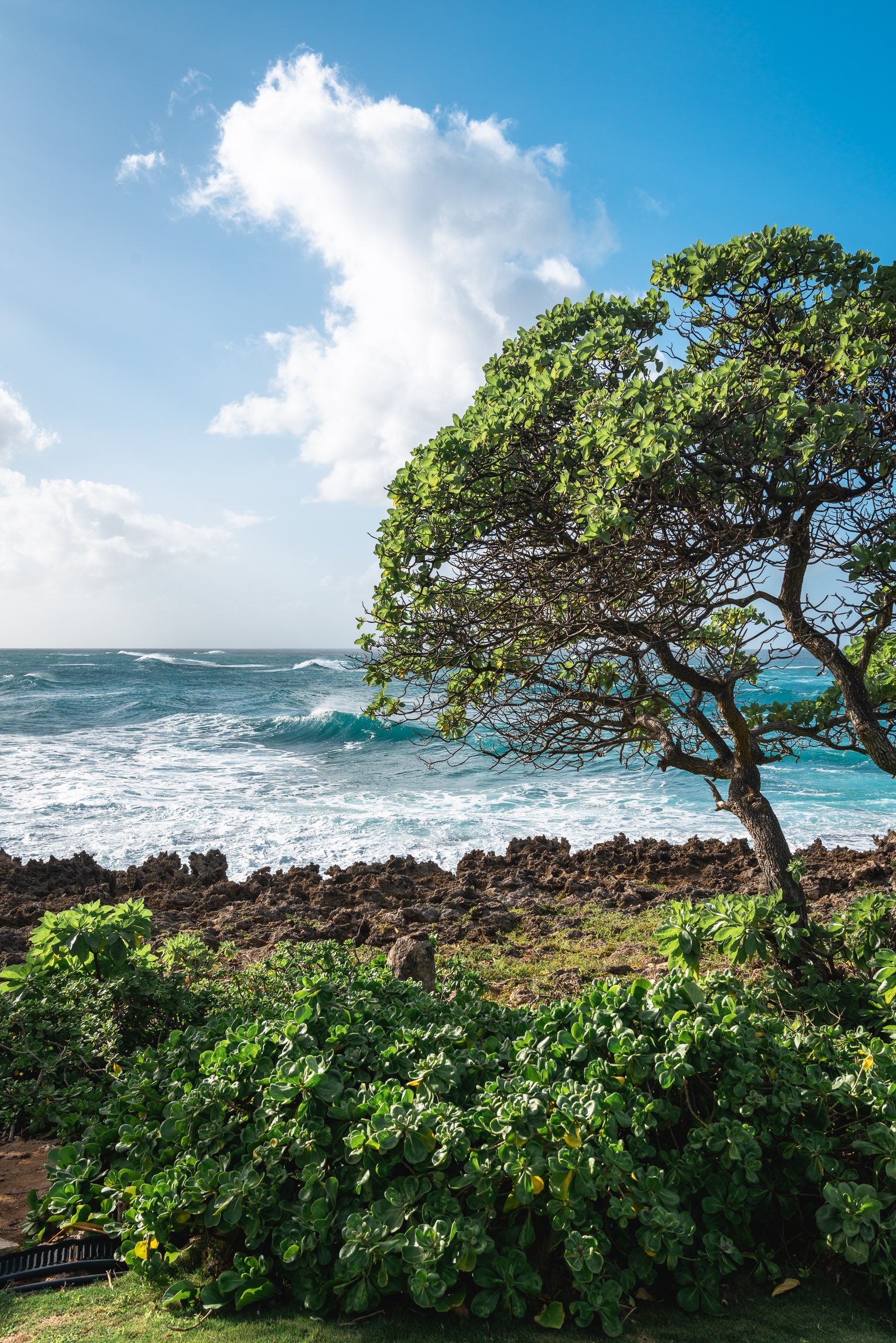 Gnarled coastal tree leans over rocky shores and turquoise waves under bright blue sky with white clouds above green vegetation