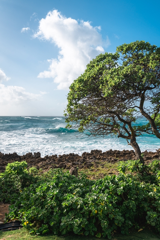 Tree And Surf At Banzai Pipeline