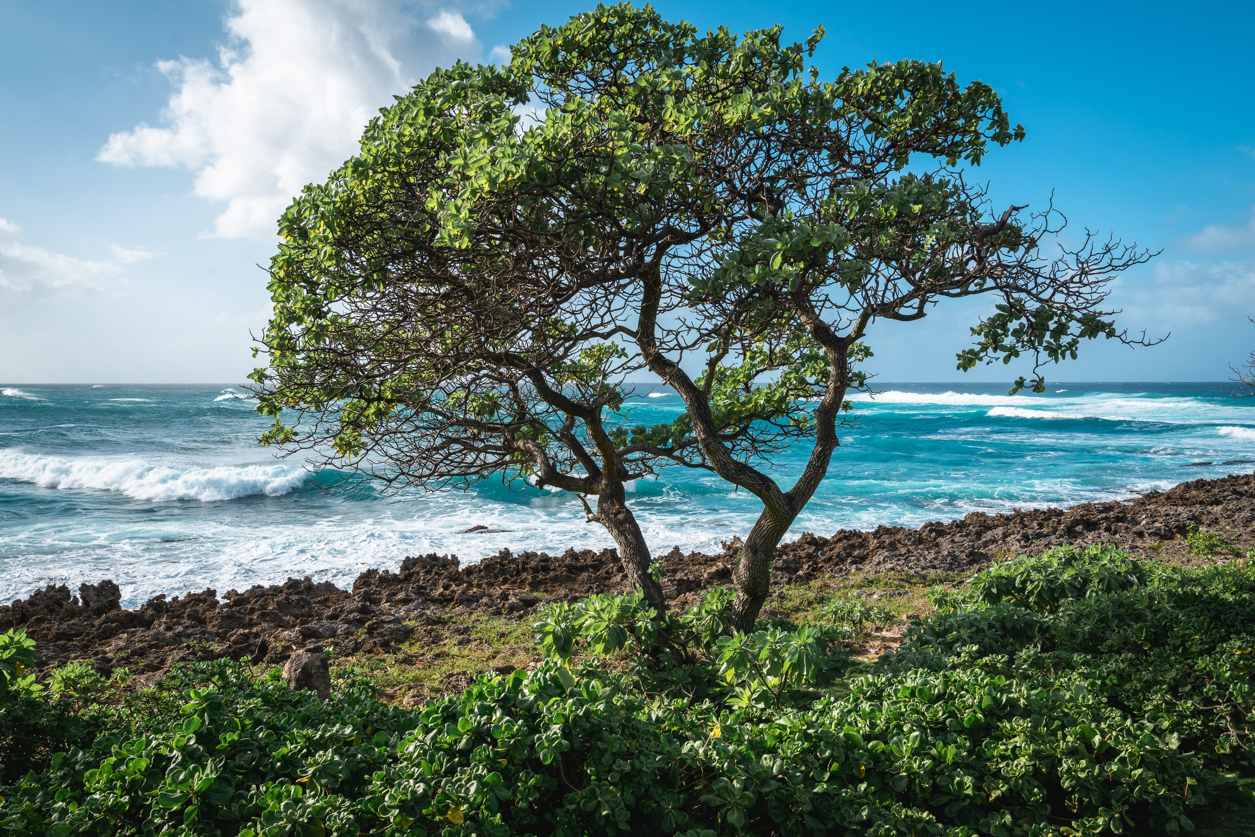 A windswept tree with gnarled branches grows on rocky volcanic shore overlooking turquoise ocean waves under bright blue sky