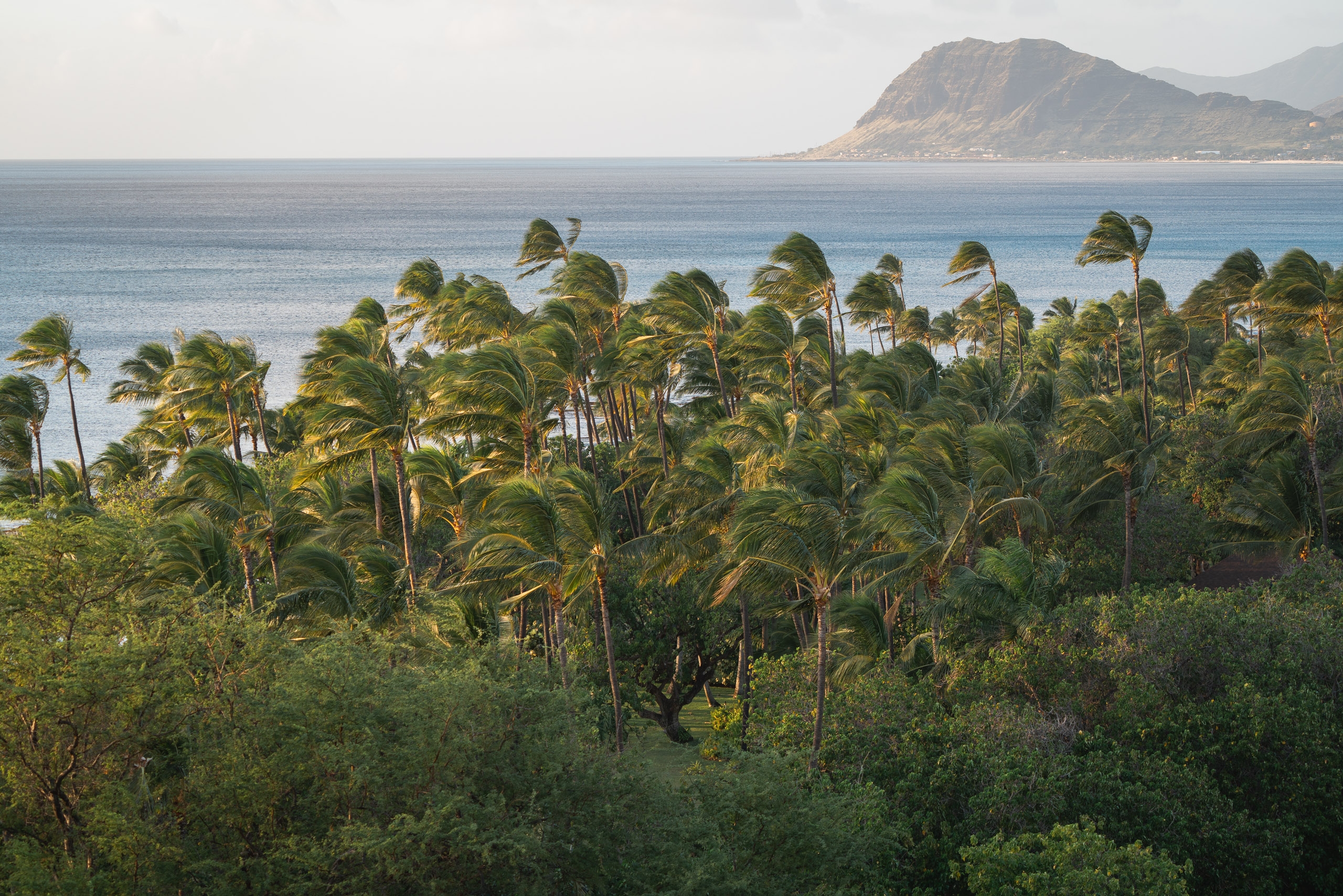 Palm trees sway in strong winds above lush vegetation, overlooking calm turquoise waters with a volcanic mountain rising in the distant hazy horizon