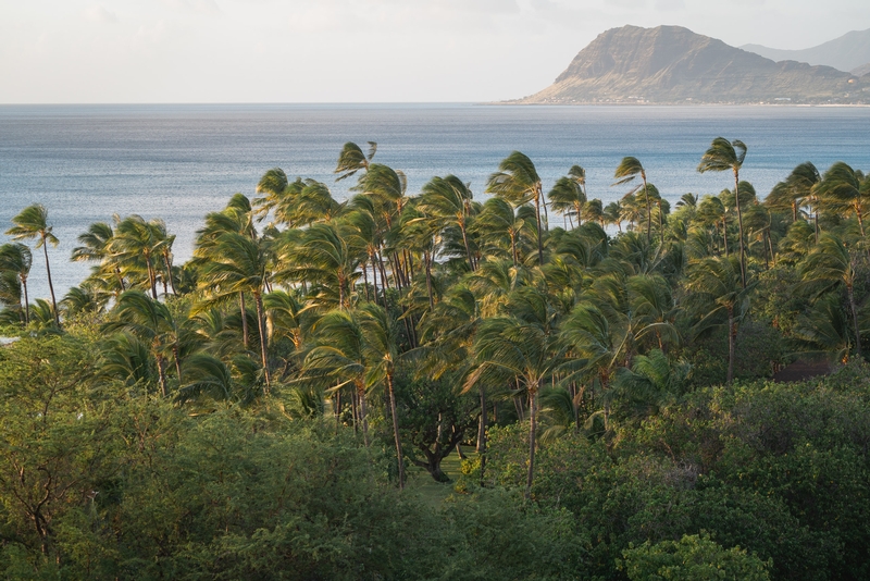 Palms and Trade Wind at Ko Olina