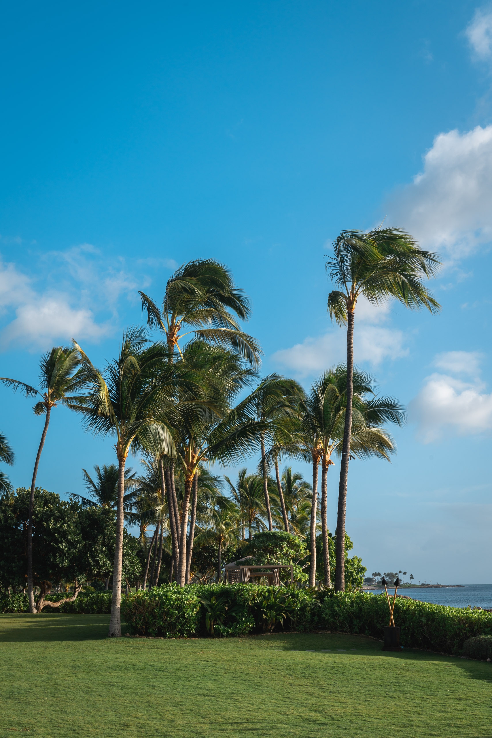 Tall palm trees sway in wind across a manicured green lawn beside a tropical coastline under bright blue sky with scattered white clouds