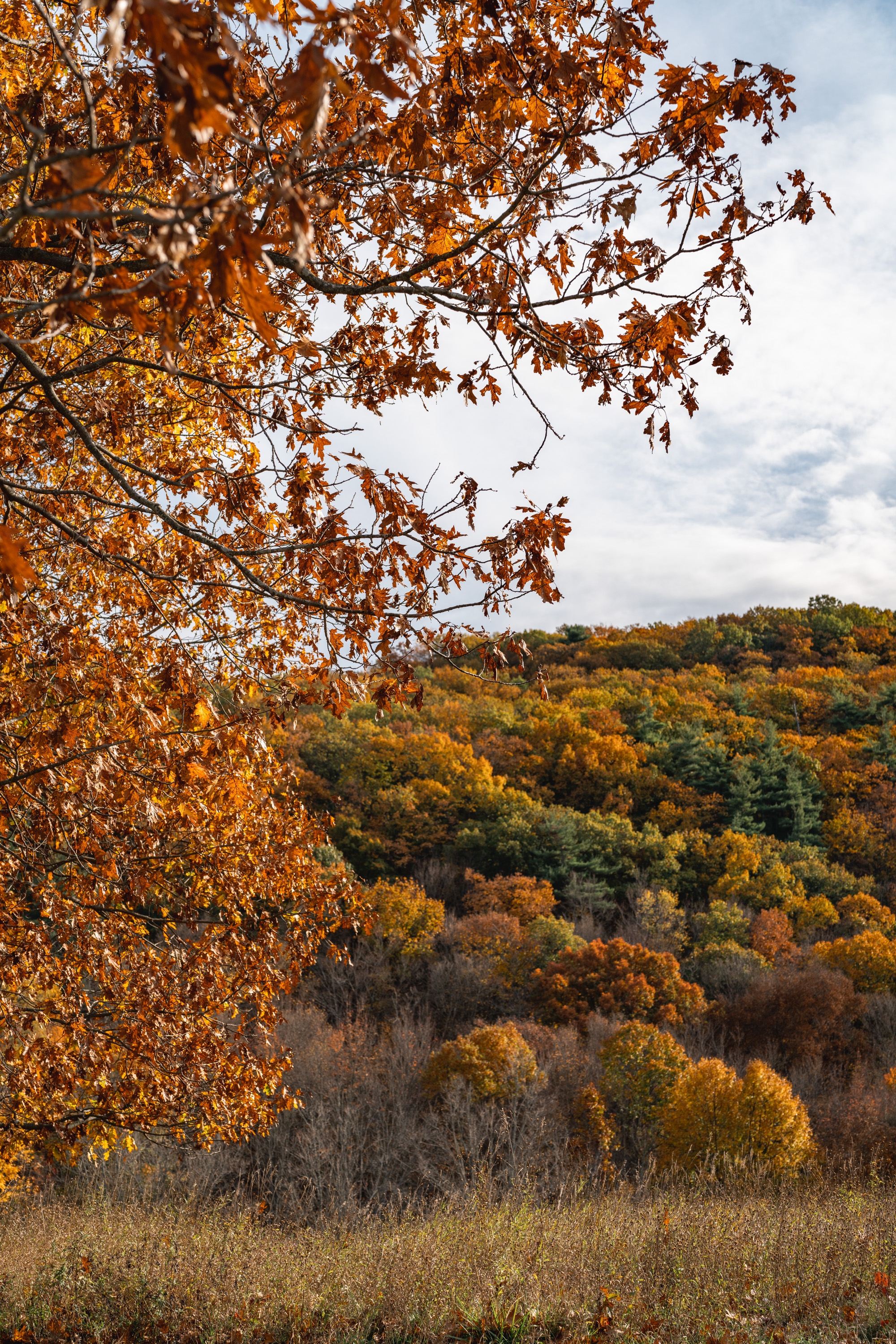 Golden-brown maple branches frame a forested hillside ablaze with autumn colors under an overcast sky, capturing the transition of fall foliage across the landscape.