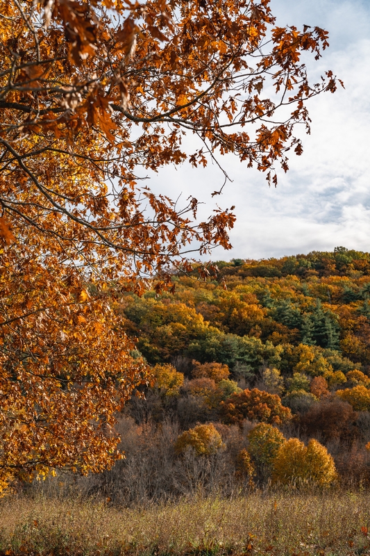 Maple Branches Frame Schunnemunk Ridge