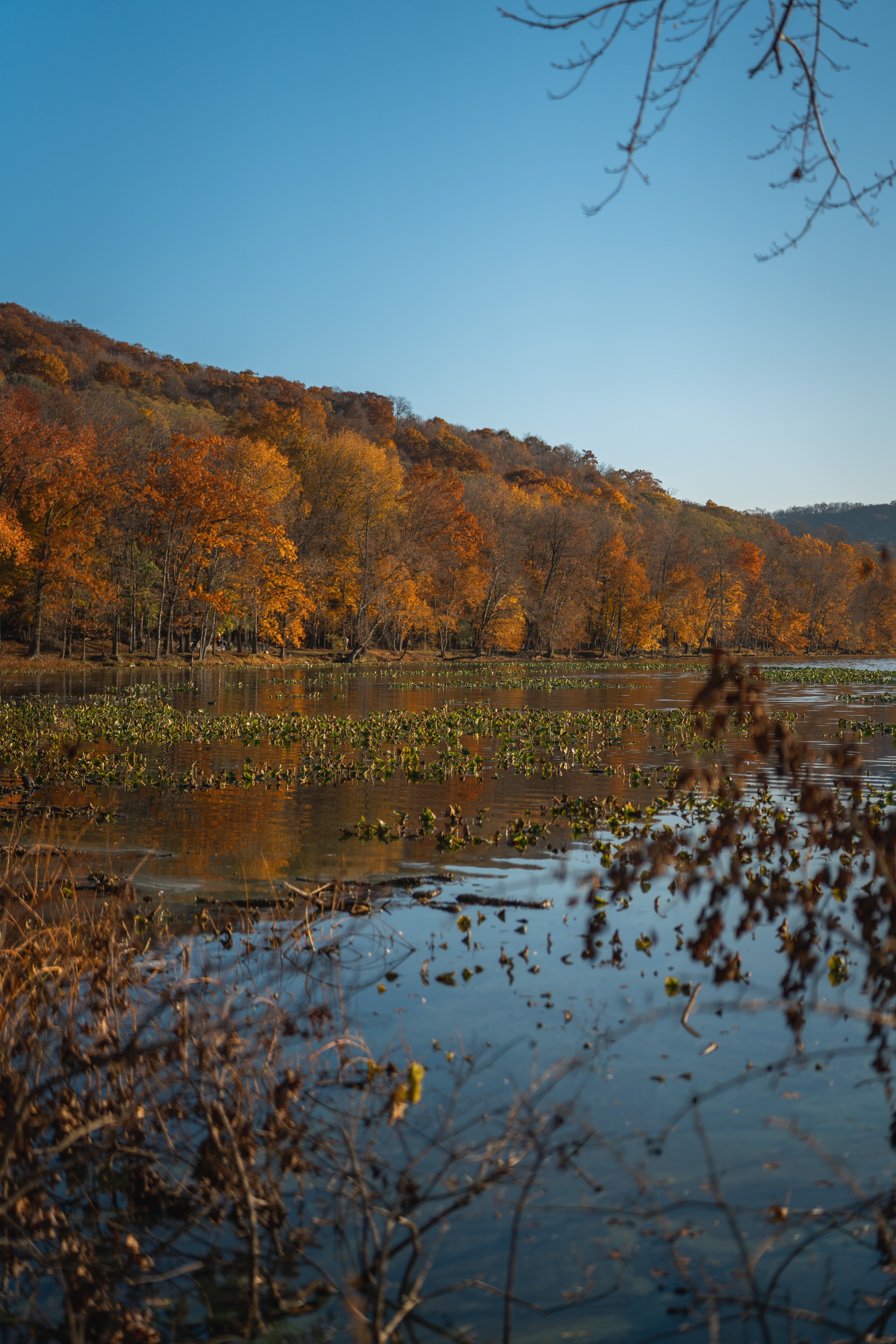 Golden autumn foliage reflects in still water surrounded by dried vegetation and bare branches under clear blue sky at Rockland Lake