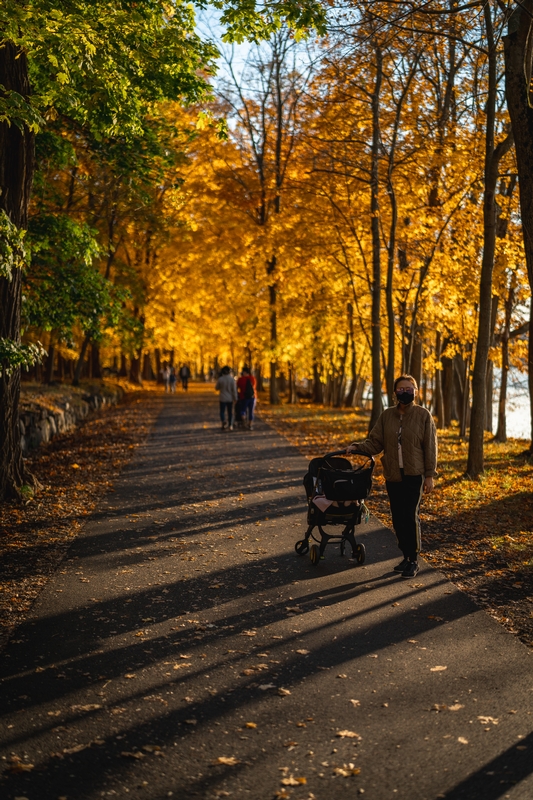 Autumn Stroll Through Golden Trees