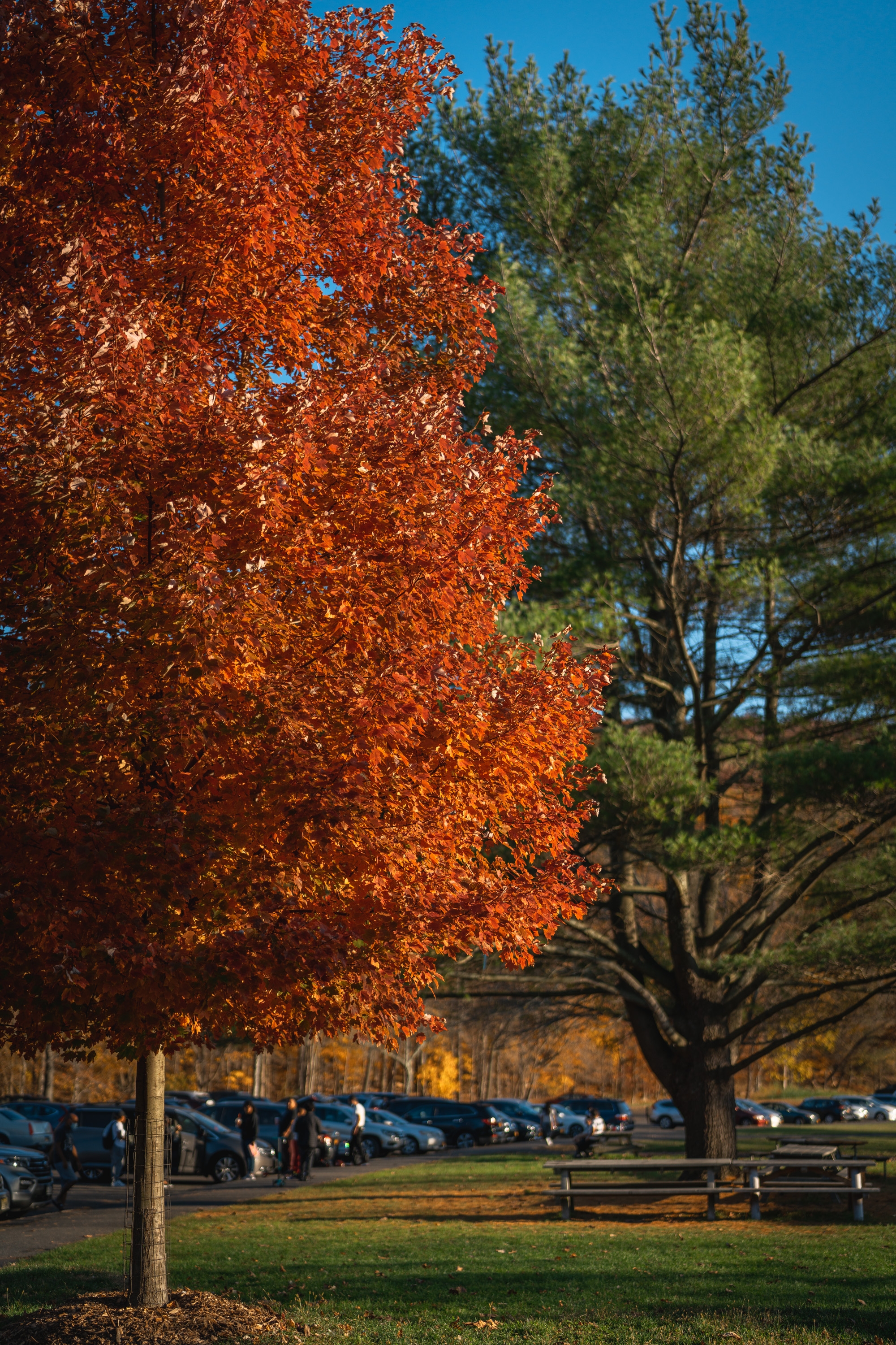 A vibrant rust-orange autumn tree dominates the left foreground of a park scene, with evergreen trees and parked cars visible beyond under a clear blue sky