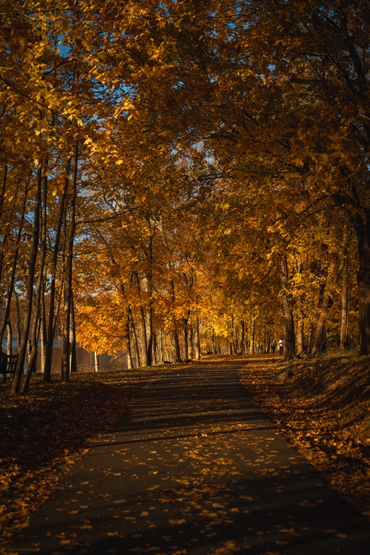 Fall Colors in Upstate New York - 2020-1108-_DSC3708