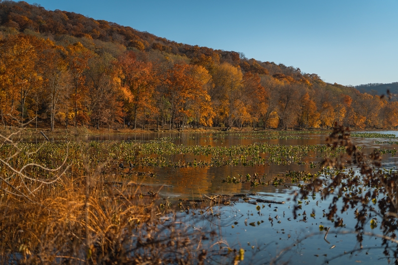 Golden Autumn Lake Reflection