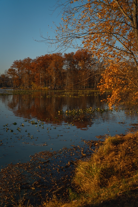 Golden Autumn Lake With Birch Trees