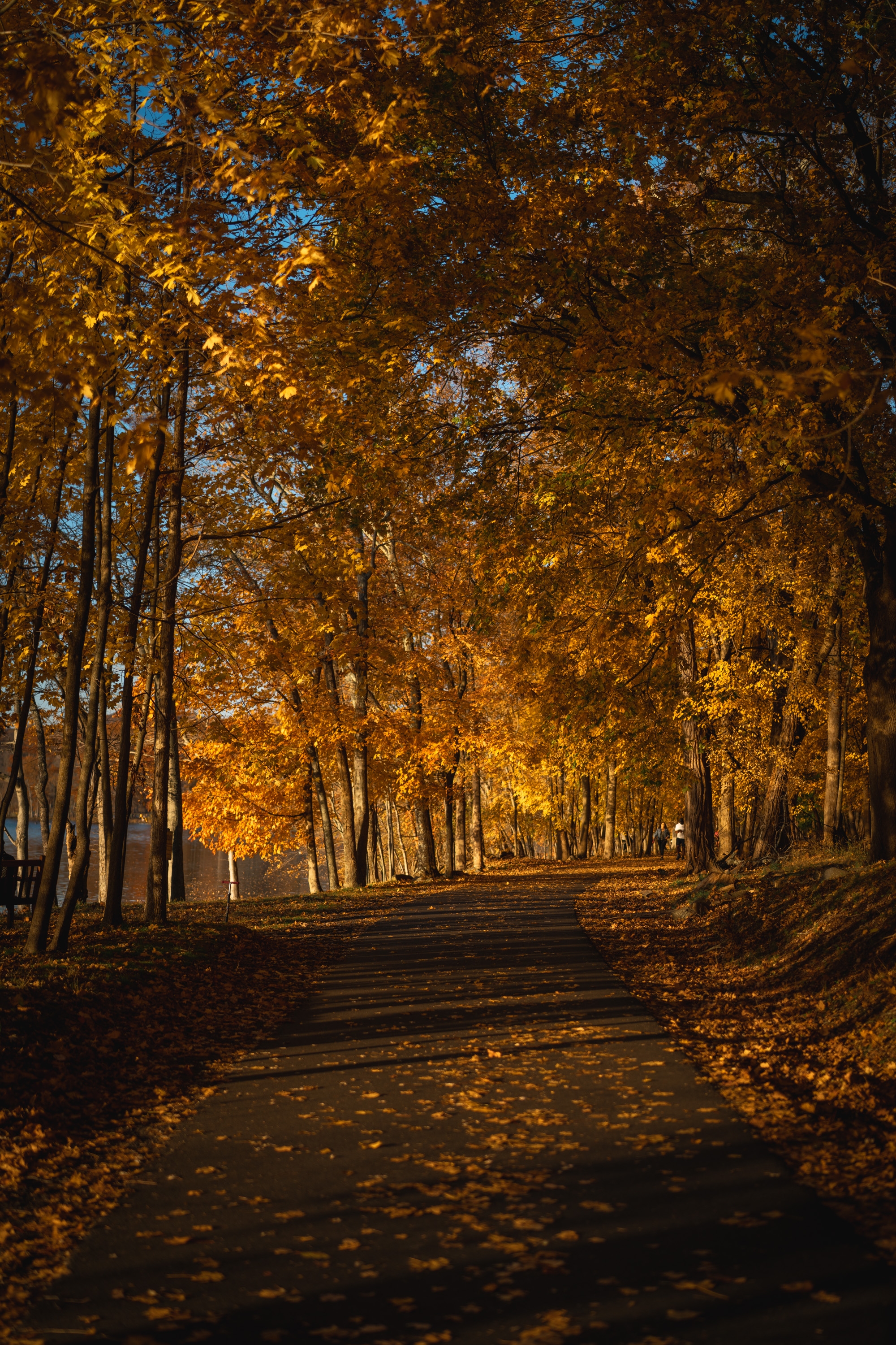 A tree-lined path glows with golden autumn foliage overhead, casting warm amber light across the shadowed road below, with fallen leaves scattered on the pavement