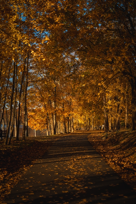 Golden Autumn Path Through Leafy Trees
