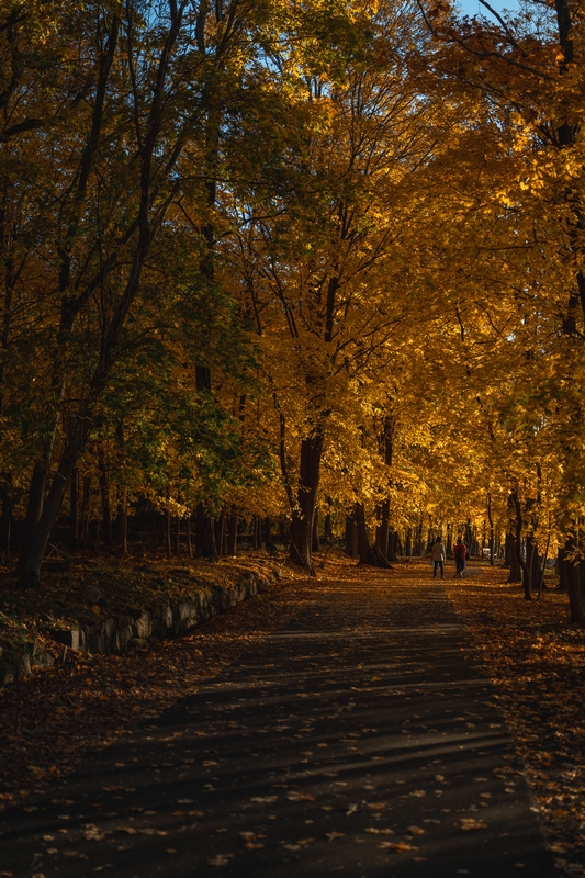 Golden Autumn Path Through Park