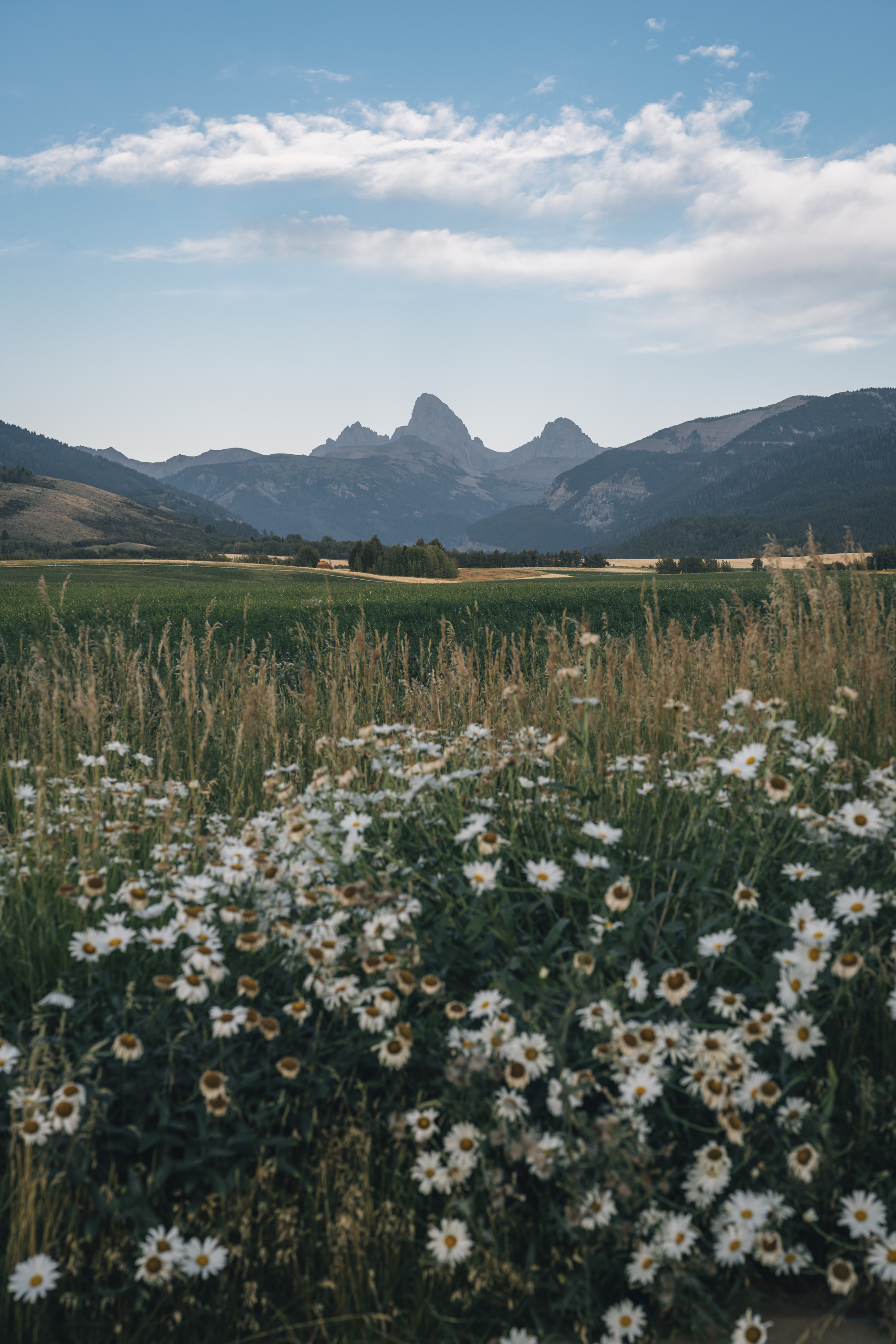 White daisies bloom in a wildflower meadow with forested farmland and jagged mountain peaks visible under a partly cloudy sky