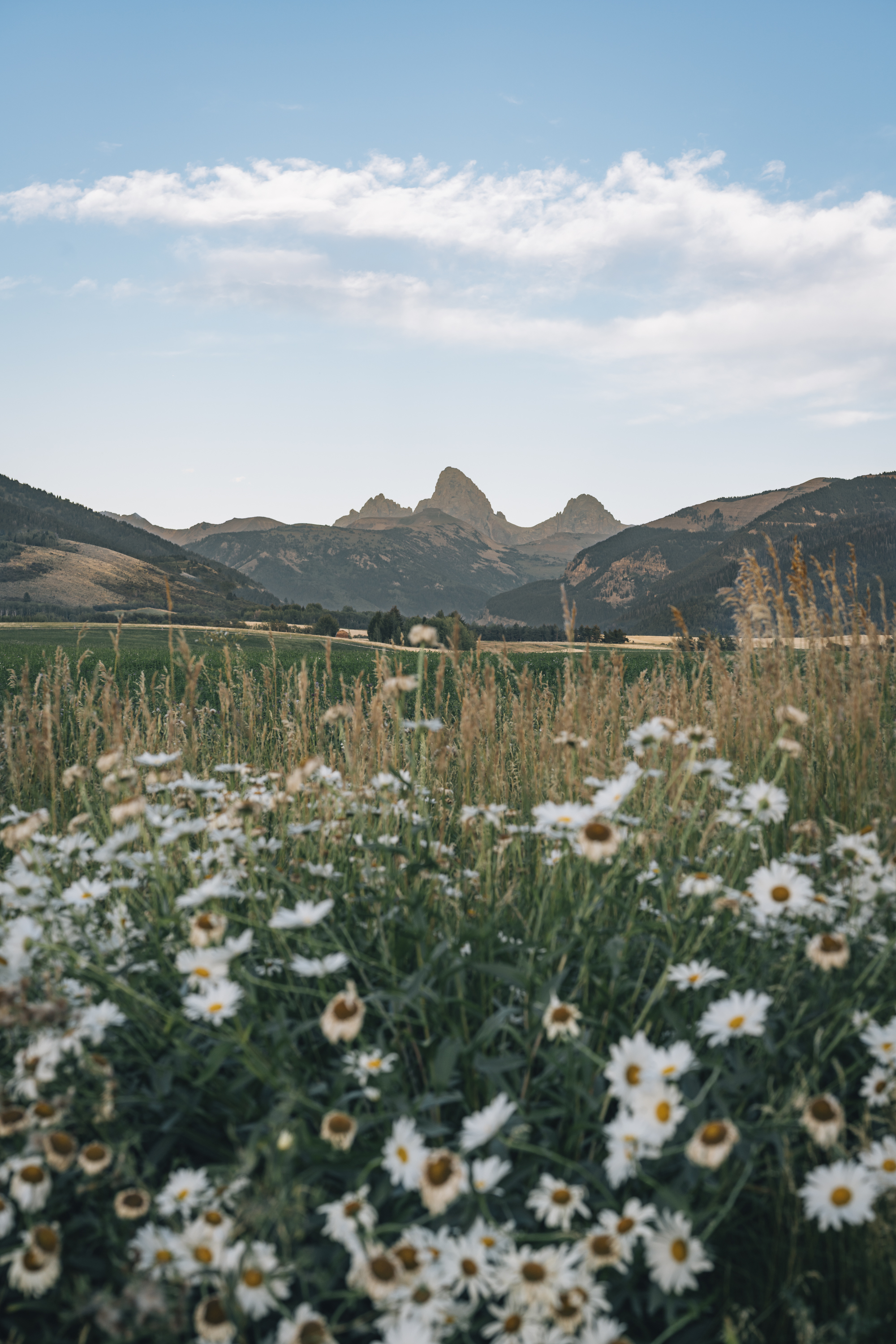 White daisies bloom in a sprawling meadow beneath jagged mountain peaks and wispy clouds in the Teton valley landscape