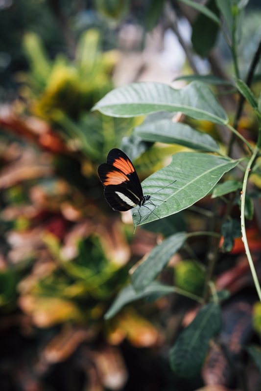 Orange and Black Butterfly on Green Leaf