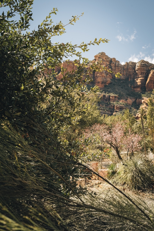 Red Rock Formations Beyond Desert Vegetation
