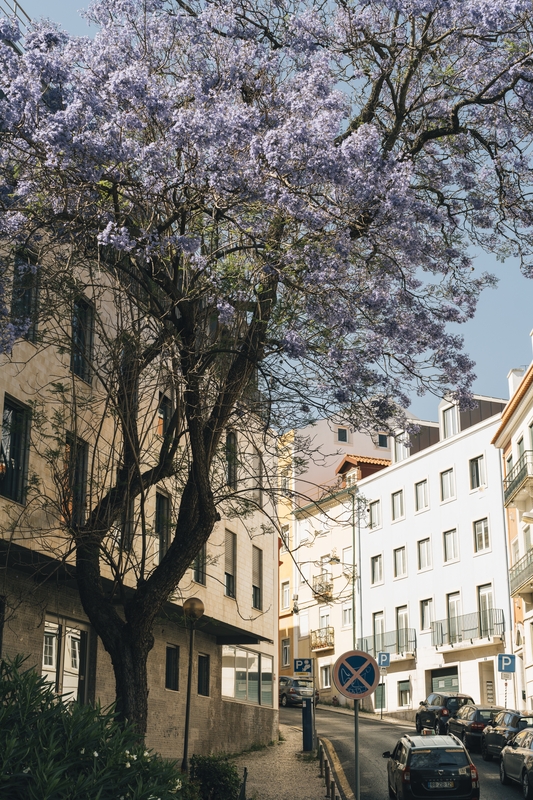 Blooming Jacaranda Tree In Historic Lisbon