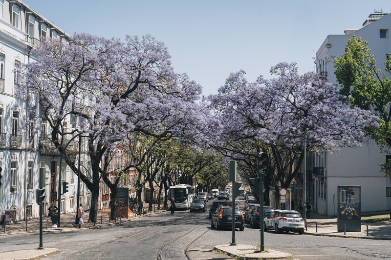 Jacaranda Trees Blooming In Lisbon
