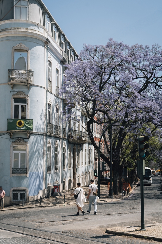 Lisbon Street With Blooming Jacaranda Tree