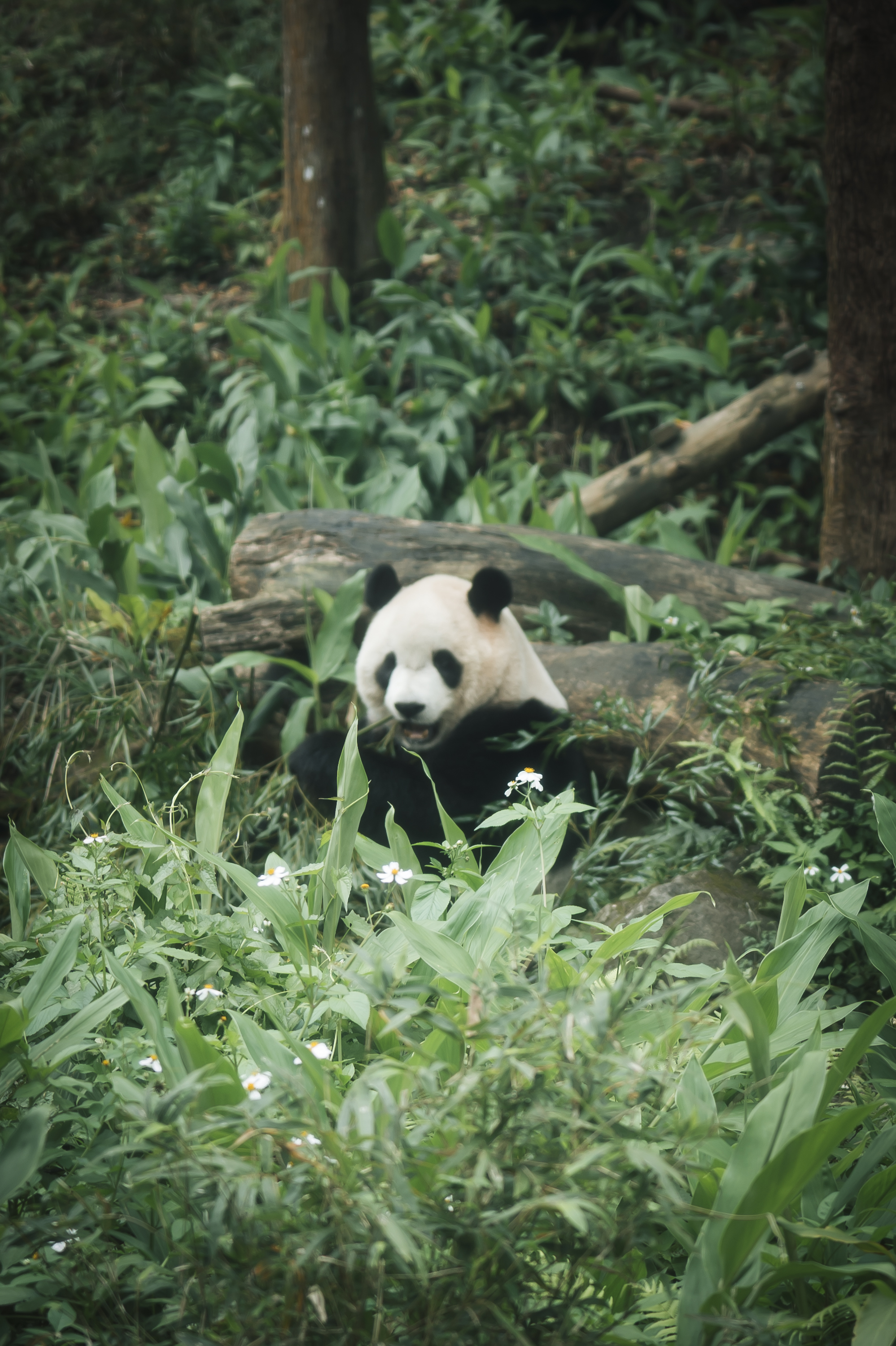 A giant panda rests among dense green vegetation and fallen logs in a forested habitat, with small white flowers visible in the foreground