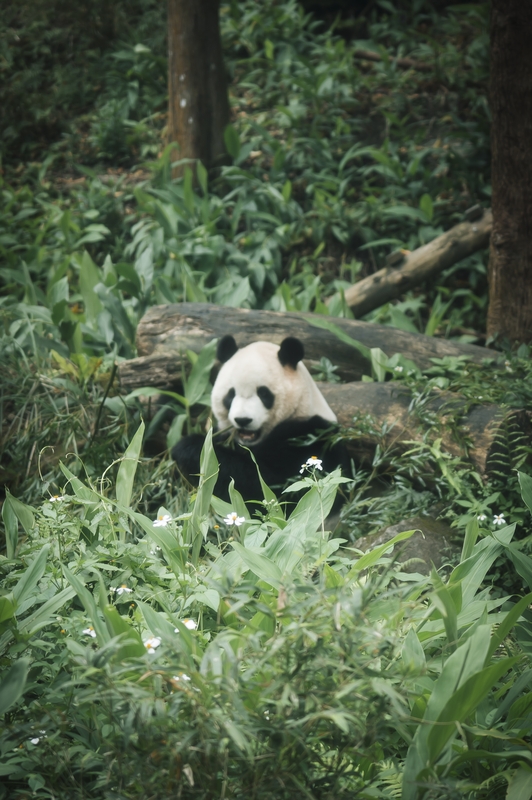 Taiwan - 2026-0321-L1010929