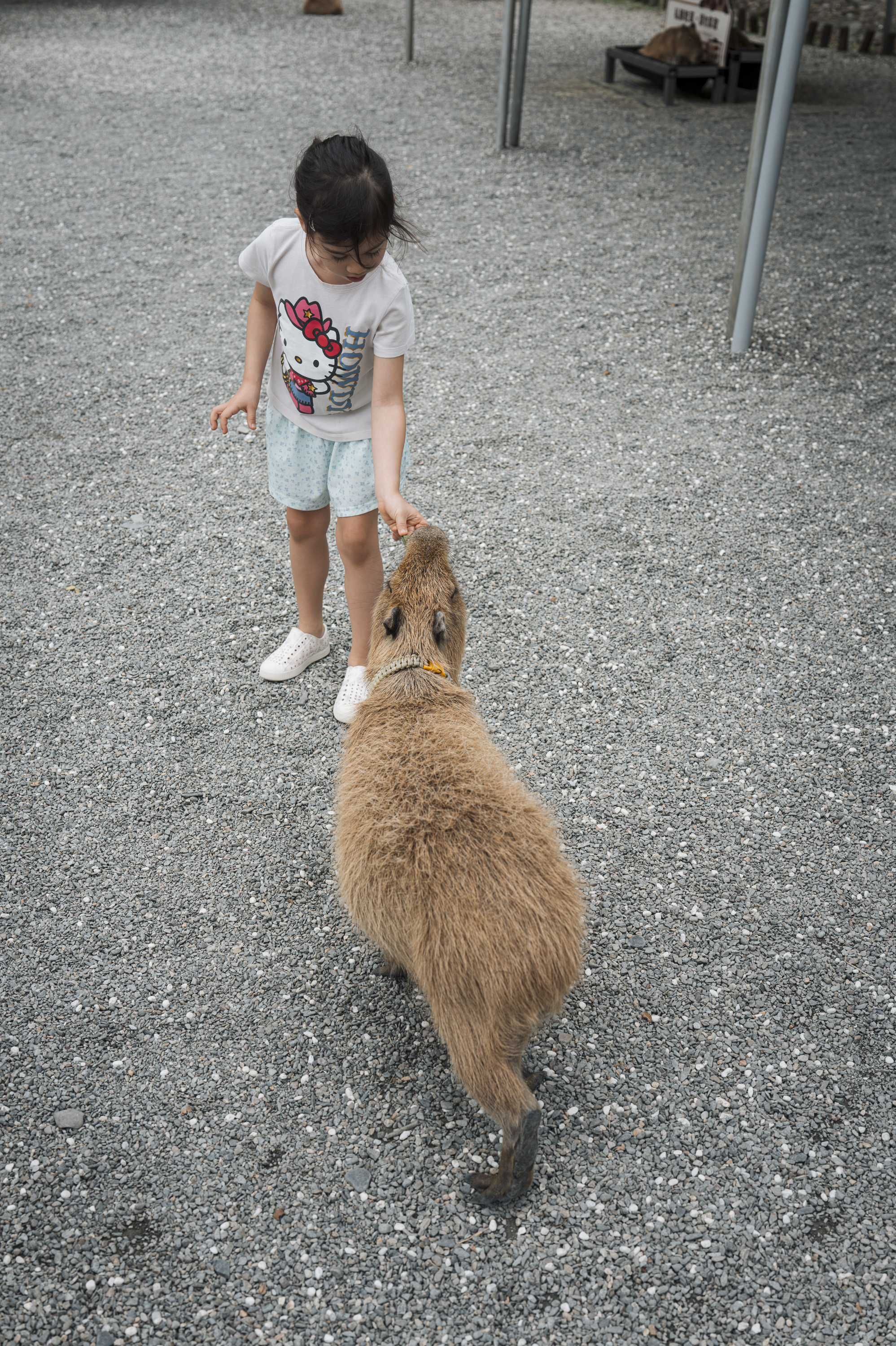 A young girl in a Hello Kitty shirt stands on a gravel path, reaching down to pet a brown capybara walking toward her in what appears to be a petting zoo or animal facility